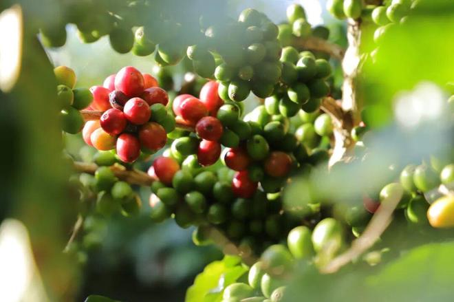 逆袭拼多多把“乡土生意”做成新国货AG真人平台app一颗云南豆子的(图5) 逆袭拼多多把“乡土生意”做成新国货AG真人平台app一颗云南豆子的(图5)